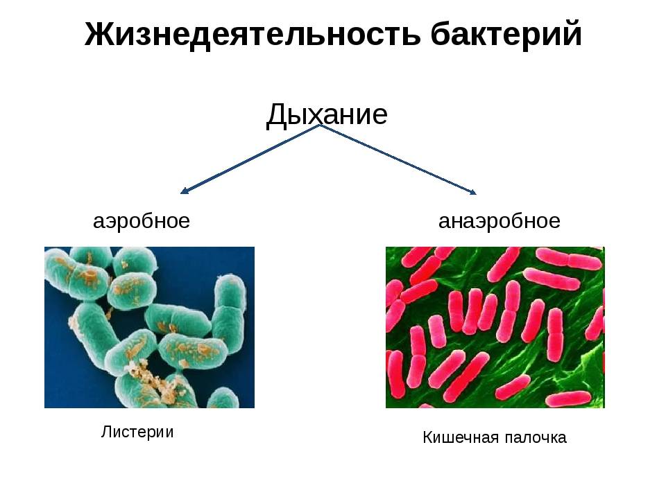 Бактерии для септиков: обзор, виды, как работают, анаэробные и аэробные типы - точка j