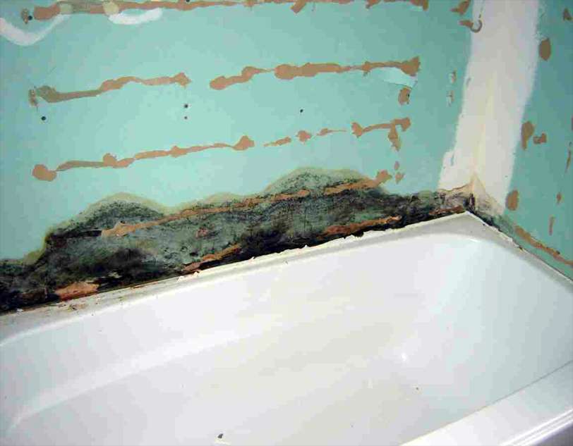 Как избавиться от плесени в ванной? как убрать грибок с поверхностей?
