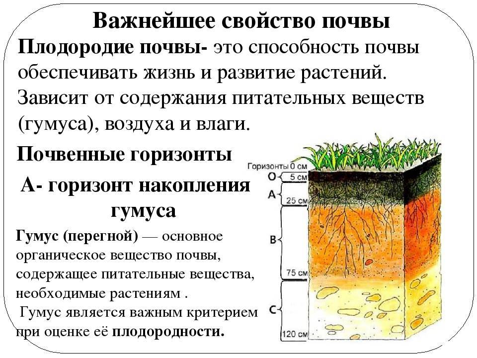 Как улучшить почву на огороде | агроприемы повышения плодородия на дачном участке
